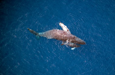 After the Fire, Lahaina’s Whales Are Left in the Lurch