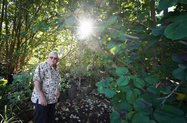 Peter Savio walks thru a part of his property at Kipapa. He started planting native Hawaiian trees and plants that include Hau and Koa.