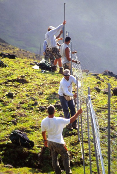 Kamalo - Kapualei fence construction, East Molokai Watershed Partnership