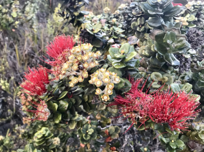 Transforming The Economy Through Ocean, Ohia And Ohana