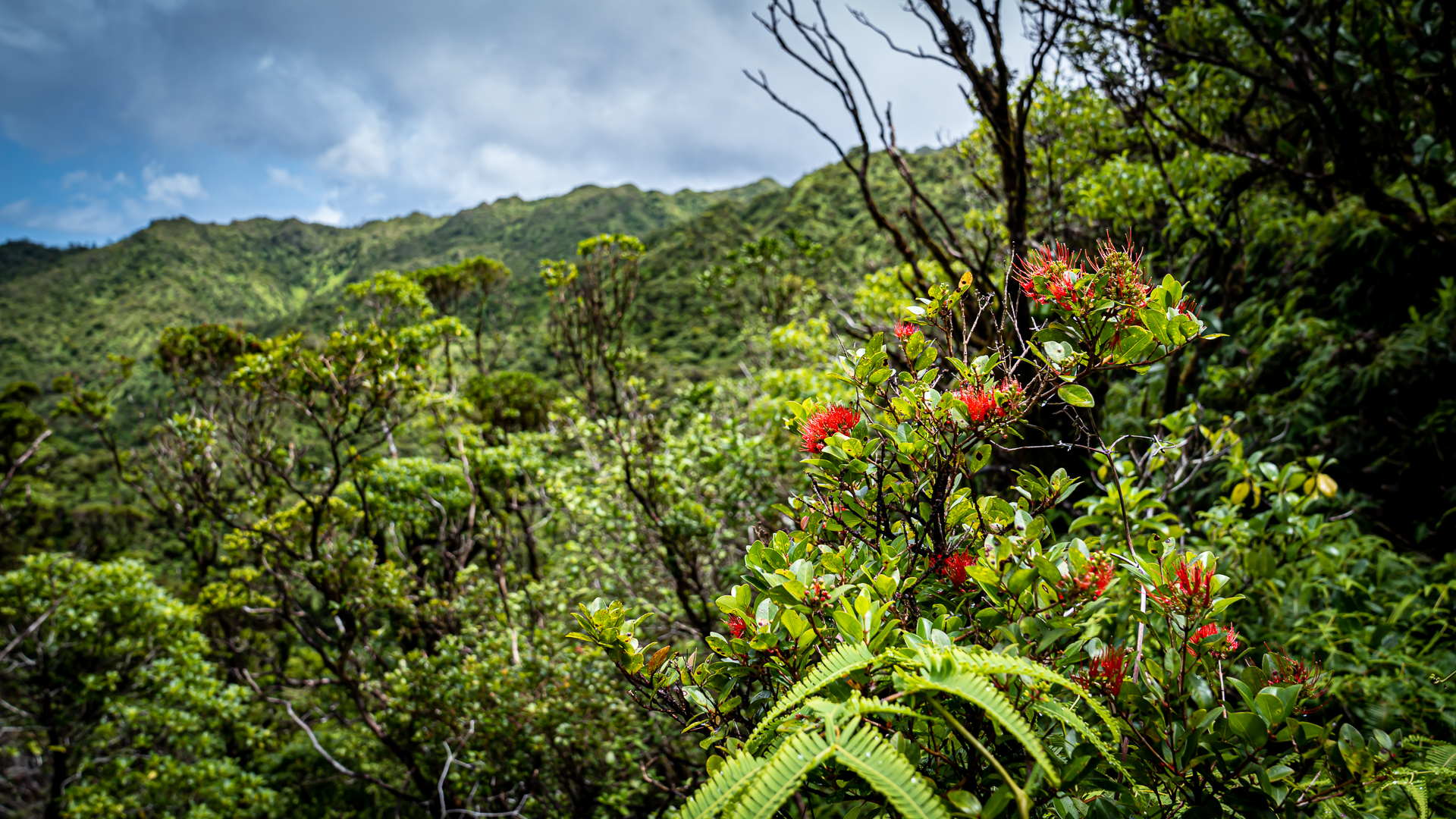 Oahu Watersheds Poamoho Wahiawa Ohia Far