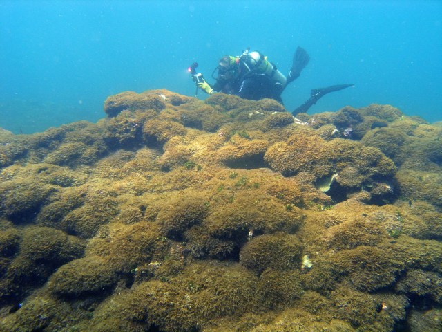 algae Northwest Hawaiian Islands