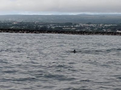 Fixing Century-Old Breakwater Could Bring Marine Life Back To Hilo Bay