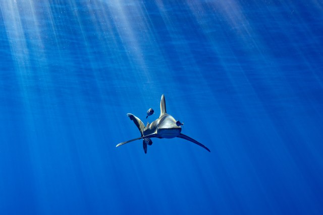 oceanic whitetip