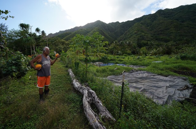 James Anthony holds a giant papaya from his tree that he just picked on their couple of acres of land located in Kahana Valley.