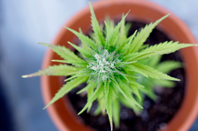 Schatz Bills On Marijuana Research And Domestic Abuse Set To Become Law