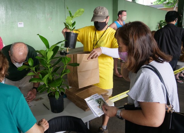Volunteers bag free trees for Kailua residents to take home and plant in celebration of Hawai'i's 115th Arbor Day Saturday, November 7, 2020. Each November, Arbor Day Hawaiʻi events distribute thousands of trees to residents across the state to create a greener Hawaiʻi. (Ronen Zilberman photo Civil Beat)