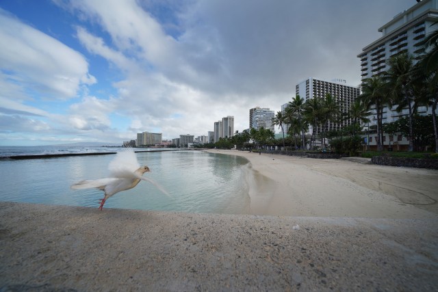 Pidgeon takes off from ‘The Wall’ near Kalakaua Avenue and Kapahulu Avenue with empty beaches in the morning during COVID-19 pandemic. May 21, 2020