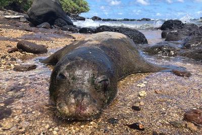 Monk Seal Killings On Kauai Highlight Human Threat To Endangered Species