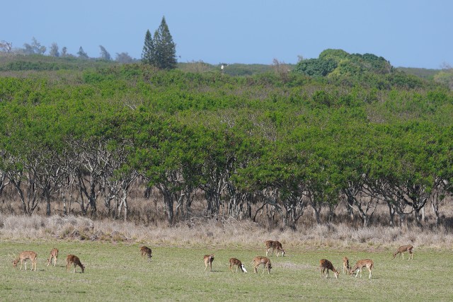 Scores of Axis Deer feed on an open field near the Molokai Baptist Church located in Hoolehua, Molokai. January 15, 2021