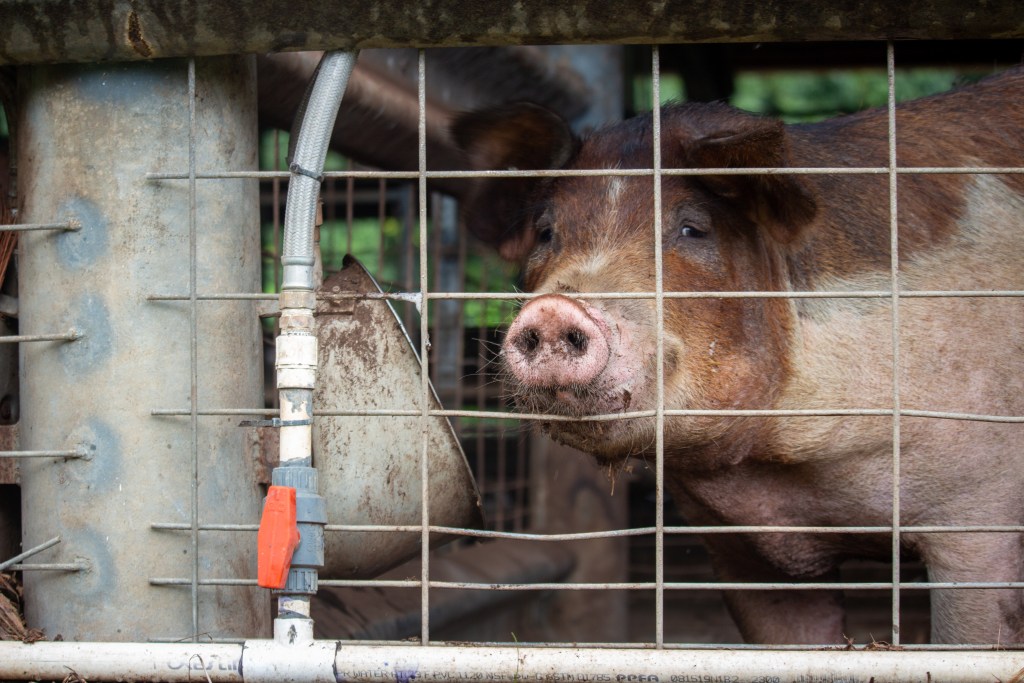 Kualoa Ranch practices Korean natural farming techniques when raising pigs, placing them in a pen at night to keep their stock from being interbred with feral hogs.