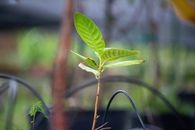 Hawaii’s Agriculture Development Agency Needs To Be A Priority For Lawmakers