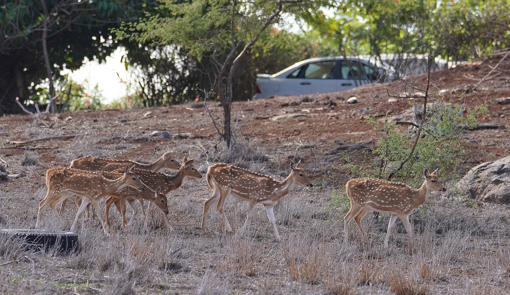 Usually timid and shy of humans, Axis Deer roam around Kalaukoi Resort, Molokai after large numbers of deer are having difficulty getting food and also competing with cattle for the same food resources. January 15, 2021