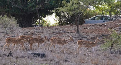 Molokai Residents Raise Concerns Over Plans to Reinforce Deer Fencing