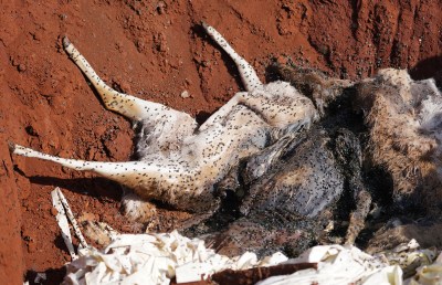 Hundreds of flies engulf dead Axis Deer in a pit located on the Molokai Ranch property. January 15, 2021