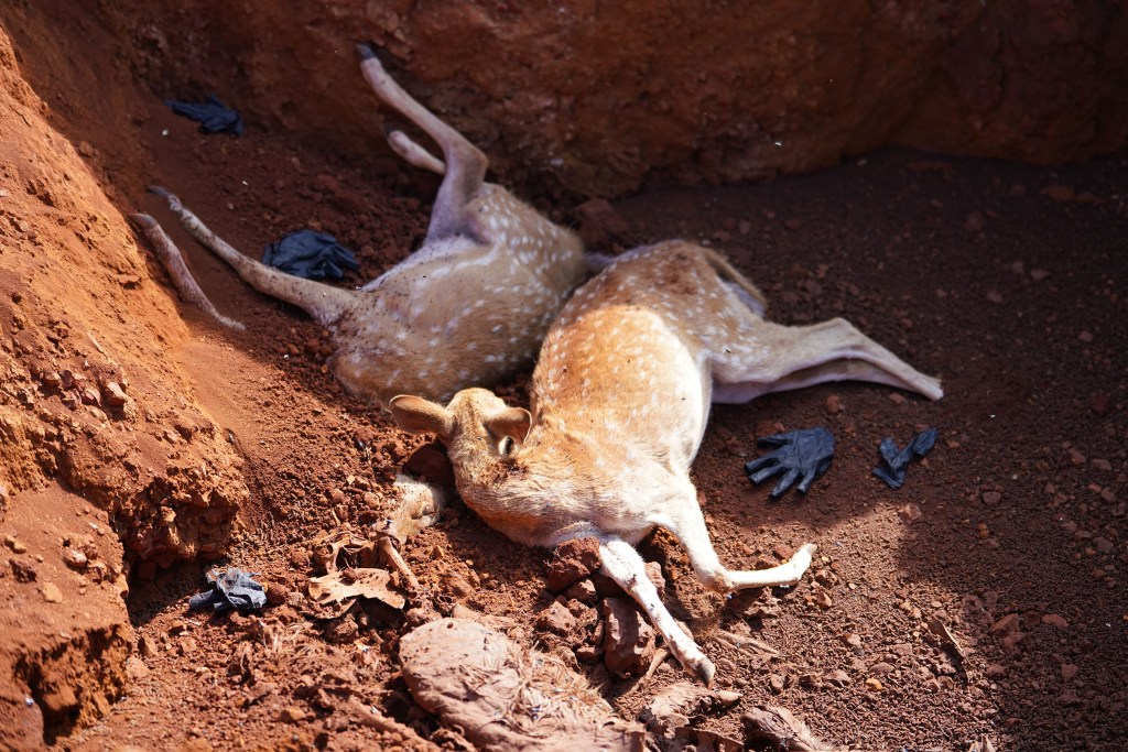 Molokai Ranch dug a couple of pits to put dead Axis Deer after many are dying due to a shortage of food.