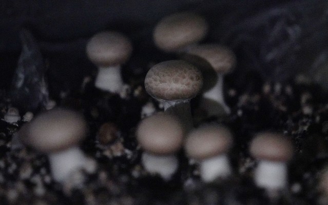 Small Kine Farm Mushrooms grown in Waimanalo. Portabello Keiki.