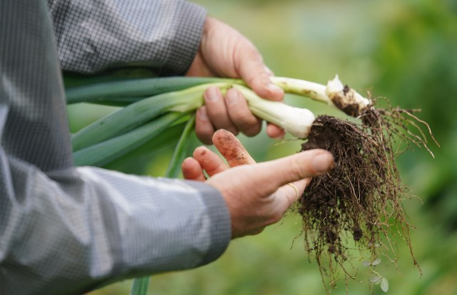 UH Waimanalo Farm Hawaii grown Farmers. Instructor discusses the proper way to harvest Green Onions.