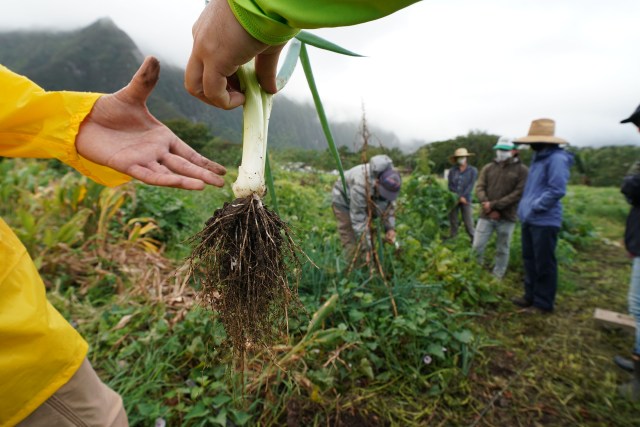 UH Waimanalo farming class where budding farmers learn how to pick green onions.