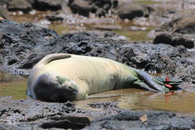Monk Seals Found Dead In Kauai Likely Drowned In Fishing Nets