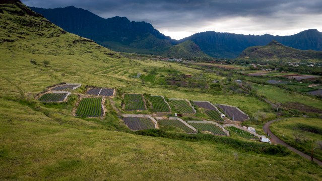 Waianae Agriculture Park Mauka Hawaii Grown