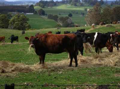 Want To Combat Climate Change? Feed Seaweed To Cows