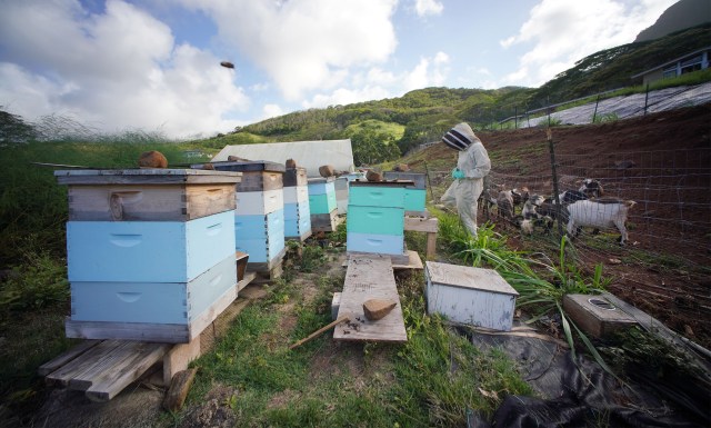 Bee keeper Kim Falinski tends her beehives near Olomana.