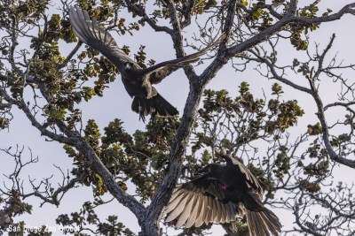 Catherine Toth Fox: A Haven For Native Birds Survived The Maui Fires But That’s Just The Beginning