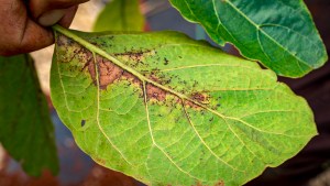 Hawaii Grown Hua Orchards Avocado Pest