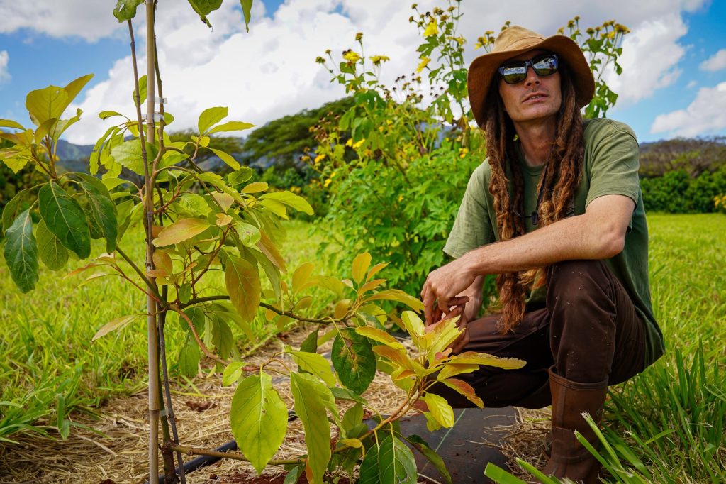 PODCAST: Lessons from Hawaii’s Successful Battle With The Avocado Lace Bug