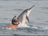 Will Hawaii’s Spinner Dolphins Finally Get A Rest From The Crowds?