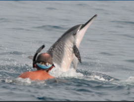spinner dolphin