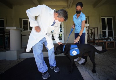 COVID-19 Sniffing Dogs Show Promise With Patients In Hawaii