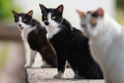 New Approach To Free-Roaming Cat Management Urgently Needed