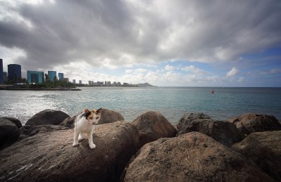 Sterling Higa: Could Cat Lovers Save The Middle Class?