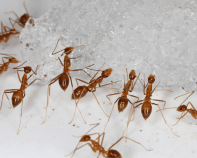 Scientists Eradicate Seabird-Killing Ants at Johnston Atoll