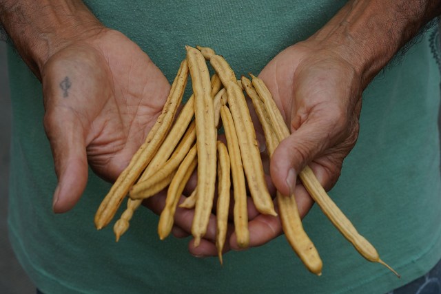 Vince Dodge holds Kiawe tree seed pods. Kiawe is a variant of Mesquite.