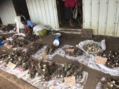 Kava: The Pacific’s Economic ‘Diamond’ Is Being Coveted By Competitors