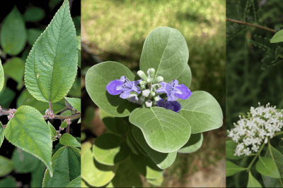Let’s Create An Urban Forest Network Of Native Plants