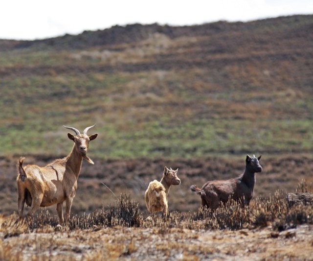 Wild goats forage for vegetation at a pasture scorched by the July 31th brush fire next to Waikoloa Villiage. Photo: Tim Wright