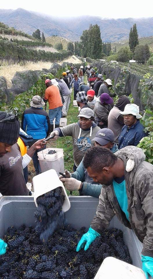Ni-Vanuatu seasonal workers have benefited from New Zealand's RSE program, though many are still stuck in the country.