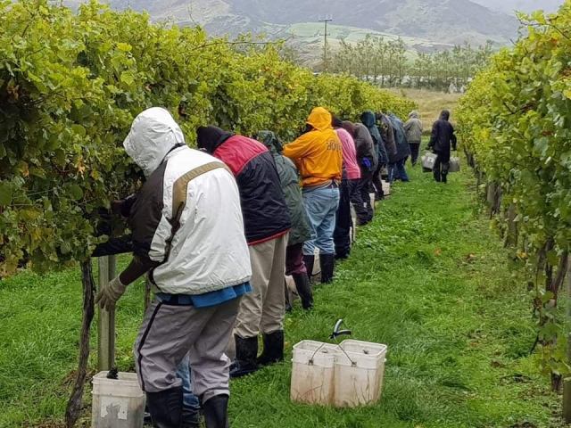 Ni-Vanuatu seasonal workers have benefited from New Zealand's RSE program, though many are still stuck in the country.