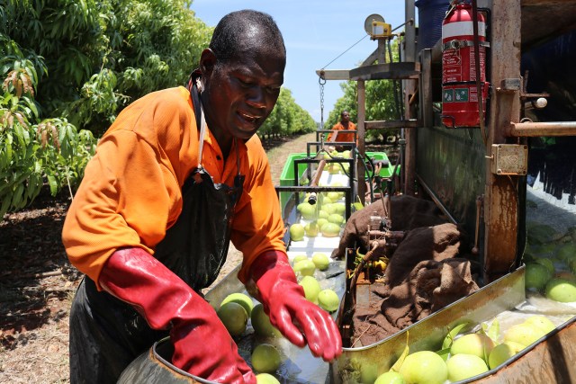 A seasonal worker sorts fruit in Australia