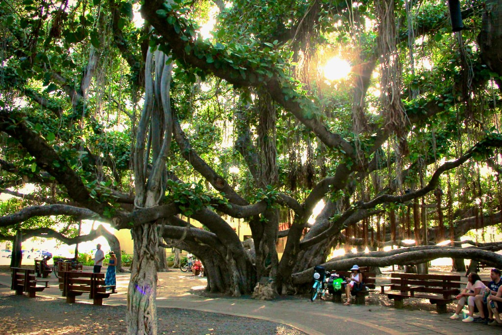 theee  Banyan tree  look it up