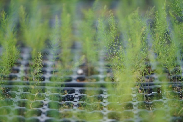 Todd Yamashita's plants that he is farming on a small plot of land next to his residence on Molokai.