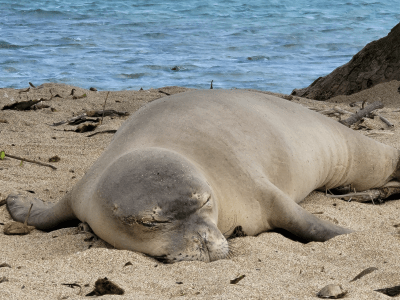 Endangered Monk Seal Died Of Gunshot Wound To The Head, Authorities Say