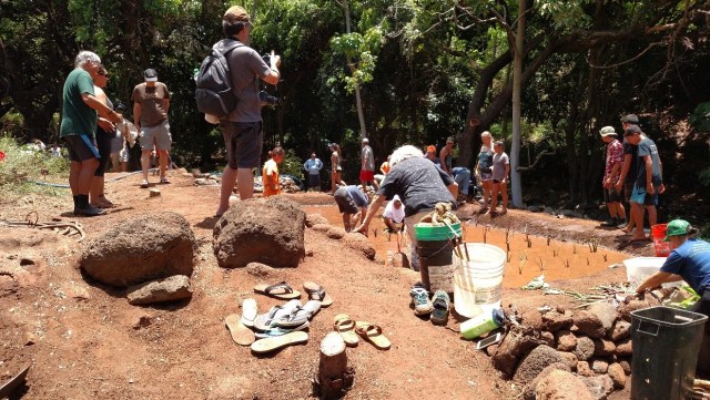 Participants each planted huli in the newly opened loi kalo, July 30, 2017, Kahoma, Maui.