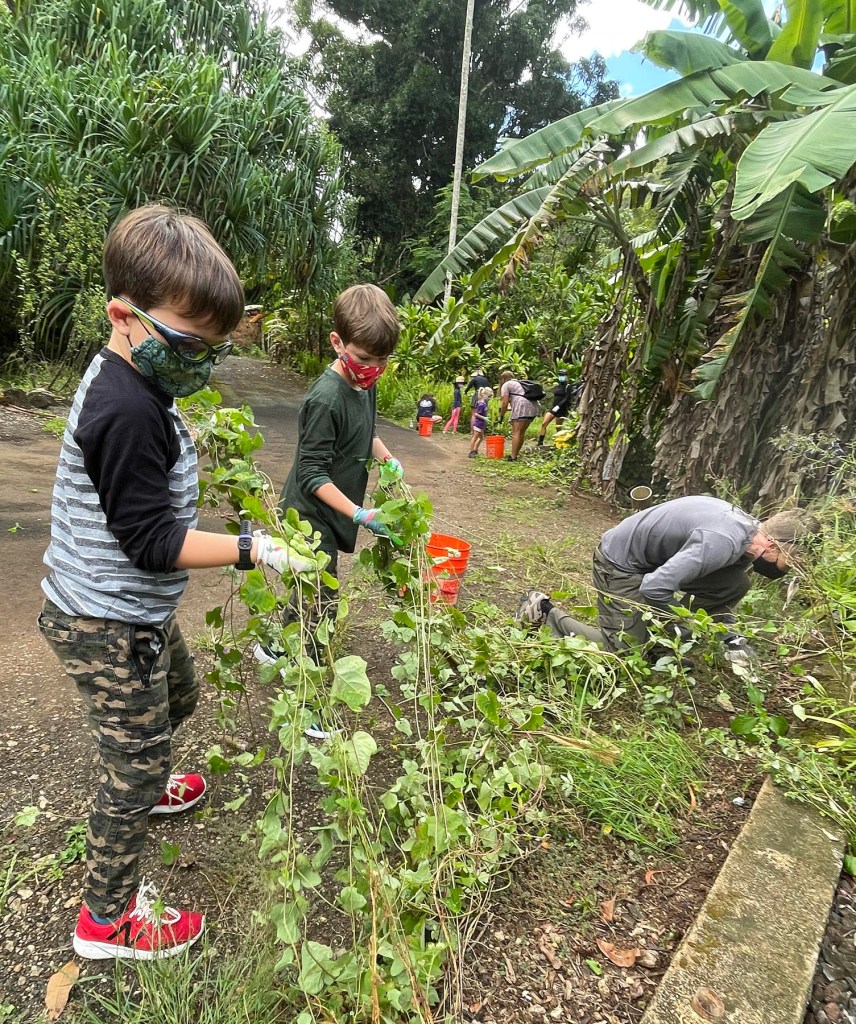 Alex (left) and Oliver Lillegard (center) help their father Walter Lillegard (right) pull invasive vines out of the ground surrounding native plants in the botanical gardens of Waimea Valley during the Ohana Volunteer Day on Saturday, September, 9, 2021.  The ongoing ohana volunteer days are geared to families with younger kids under the age of 12 and provide opportunities for families to get involved, give back, and learn. (Ronen Zilberman photo Civil Beat)