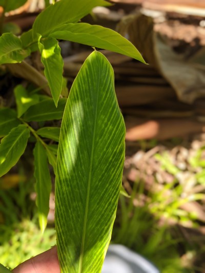 One of the common symptoms of the red ginger virus are yellow striping of the leaf.