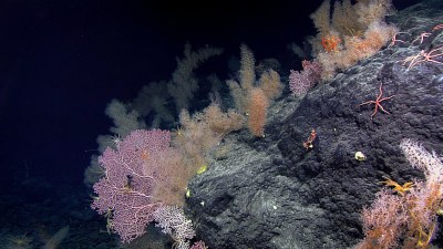 Society’s Hunger For Metals Has Entrepreneurs Looking At The Deep Seabed